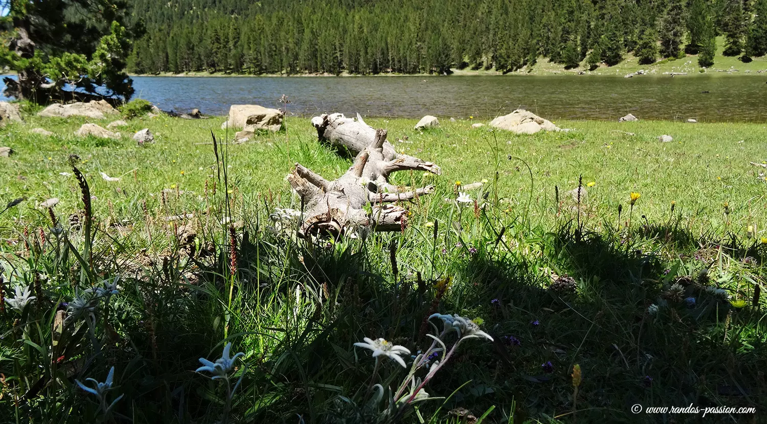 Edelweiss à l'Ibón de Plan ou Basa de la Mora Edelweiss à l'Ibón de Plan ou Basa de la Mora